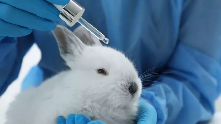 Câmara aprova proibição de testes em animais: novo marco para a indústria de cosméticos no Brasil